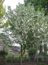 Zakdoekjesboom (Davidia involucrata).jpg