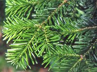 Abies veitchii2.JPG