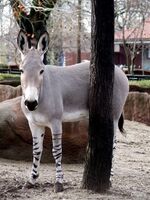 African wild Ass.jpg