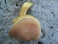 Boletus viridiflavus 02.jpg