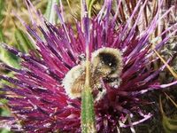 Bombus mesomelas.jpg