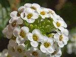 Brassicaceae - Lobularia maritima-2.JPG