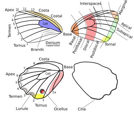 Butterfly wing terms.svg