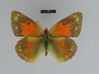 Colias thisoa thisoa female 02 dorsal side ZISP.jpg
