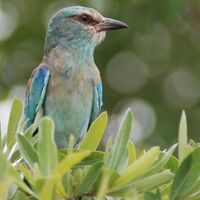 European Roller.JPG
