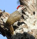 Golden-tailed Woodpecker - MALE, Campethera abingoni, at Borakalalo National Park, Northwest Province, South Africa, crop.jpg