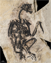 Gretcheniao sinensis holotype.png