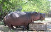 Hippo eating.JPG
