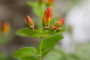 Hypericum kamtschaticum var. senanense 09.jpg