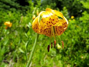 Lilium columbianum 2.jpg