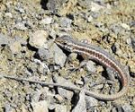 Lizard vardenis.jpg