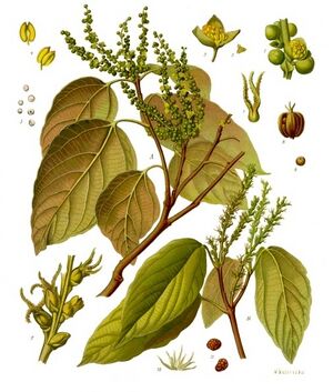 Mallotus philippensis - Köhler–s Medizinal-Pflanzen-221.jpg