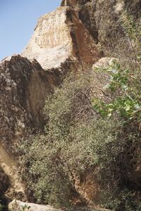 Petroglyphs in Gobustan 04.jpg