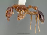 Podomyrma minor castype06970 profile 1.jpg