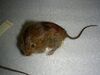 Pseudomys gracilicaudatus.jpg
