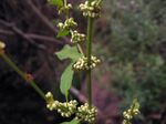 Rumex conglomeratus.jpg