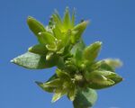 Stellaria pallida W.jpg