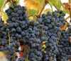 Wine grapes07.jpg