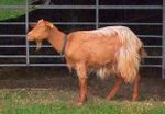A Golden Guernsey Goat In Osterley Park - London (cropped).jpg