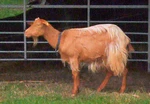 A Golden Guernsey Goat In Osterley Park - London (cropped).jpg