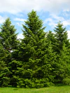Abies holophylla PAN 2.jpg