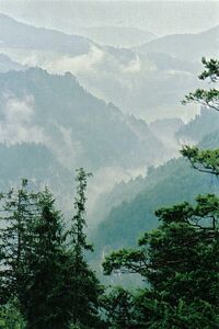Adlitzgraben misty day.jpg
