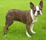 BostonTerrierBrindleStand w.jpg