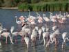 Camargueflamingos.jpg