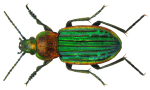 Carabus nitens Linné, 1758 (2971072209).png