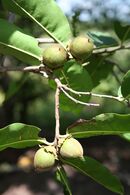 Diospyros mespiliformis MS 2107.JPG