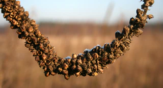 Dziewanna wielkokwiatowa 444.jpg