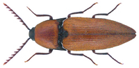 Elater ferrugineus Linnaeus, 1758 (25710315752).png
