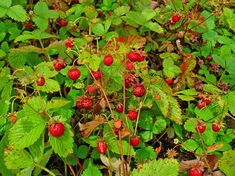 Fragaria vesca 003.JPG