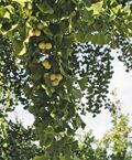 Ginkgo biloba fructification.jpg
