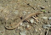 Lacerta praticola.jpg