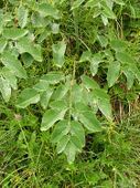 Laserpitium latifolium 2005.08.03 10.55.50.jpg