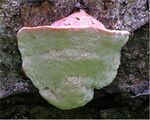 Leptoporus mollis.jpg