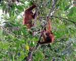 Leuser-orangs 09N8683.jpg