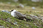 Long-tailed Skua, Svalbard 1.jpg