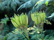 Myrrhis odorata (14579002585).jpg