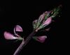 Onobrychis arenaria2.jpg