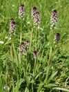 Orchis ustulata Saarland 027.jpg