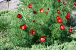 Paeonia tenuifolia prg1.jpg