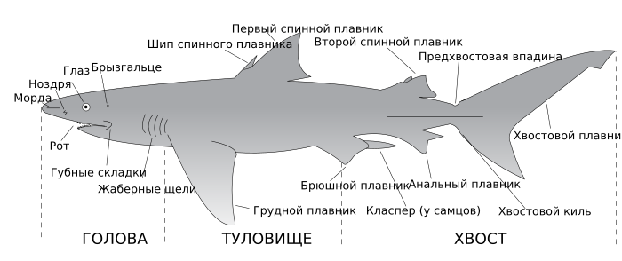 Parts of a shark ru.svg