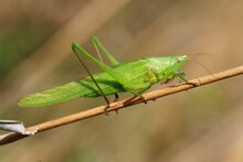Ruspolia nitidula male (5012794082).jpg