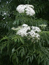 Sambucus nigra ssp. canadensis.jpg