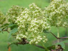 Sambucus racemosa2.jpg
