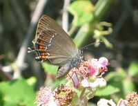 Satyrium ilicis (Esper, 1779).jpg