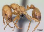 Solenopsis geminata casent0063125 profile 1.jpg
