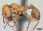 Solenopsis geminata casent0063125 profile 1.jpg